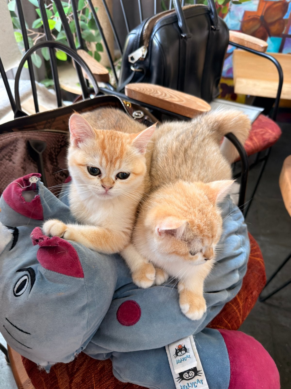 Kittens British shorthair: Golden Shaded cartoon faces, Dieren en Toebehoren, Poes, Gechipt, 0 tot 2 jaar
