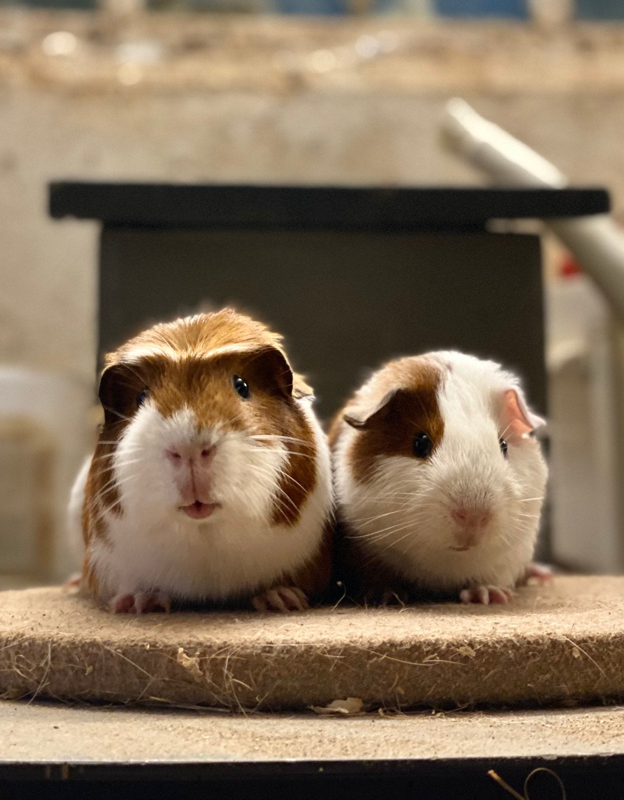 Gladhaar roodbont beertje, Dieren en Toebehoren, Cavia, April, Mannelijk, Tam
