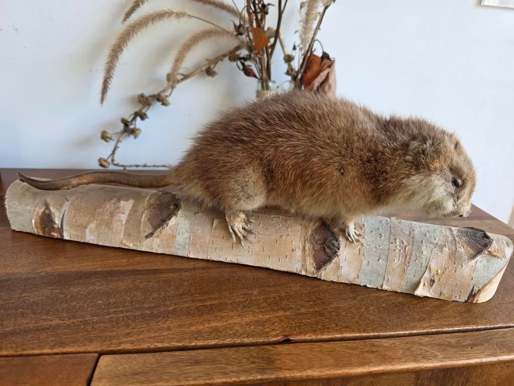 Opgezette Muskusrat, Ophalen