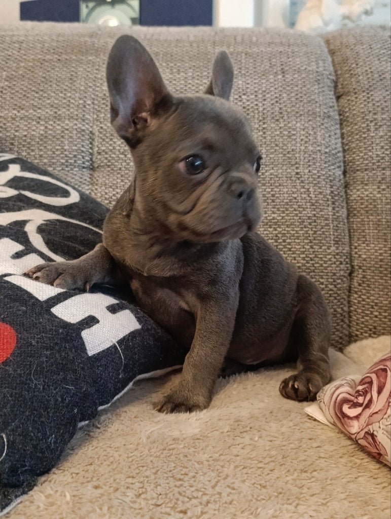 FB-puppy's 1blueGrey reutje & 2Teefjes (fawn & lilac), Dieren en Toebehoren, Parvo, België, Particulier, 8 tot 15 weken