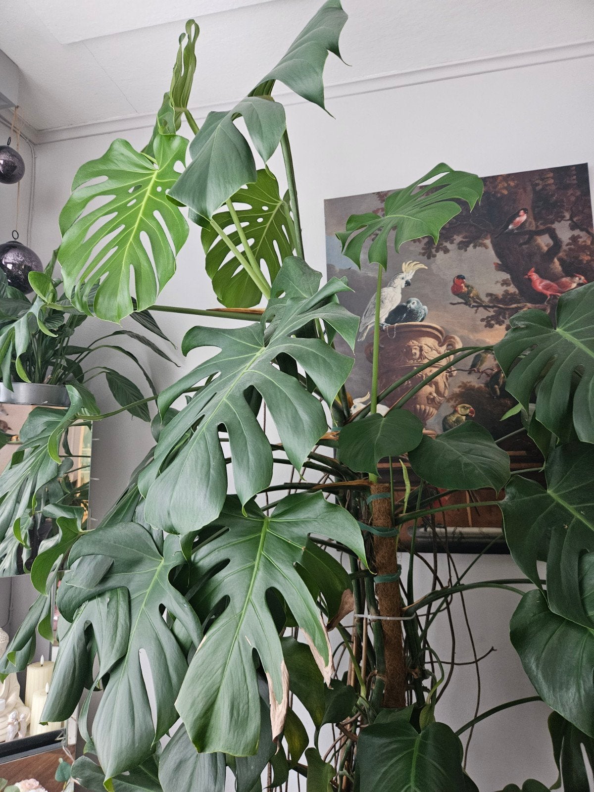 monsterplant, Groene kamerplant, Ophalen, Halfschaduw, 150 tot 200 cm