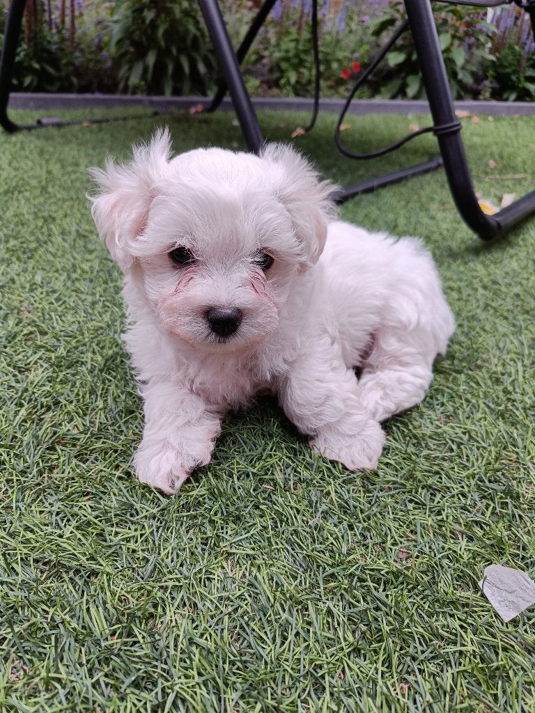 Maltezer pups, Maltezer, 8 tot 15 weken, Parvo, Meerdere