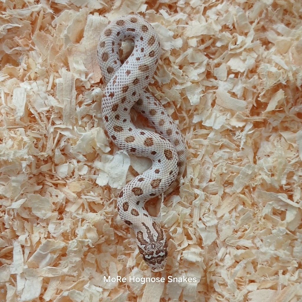 Heterodon nasicus Artic sable, Dieren en Toebehoren, Slang, 0 tot 2 jaar