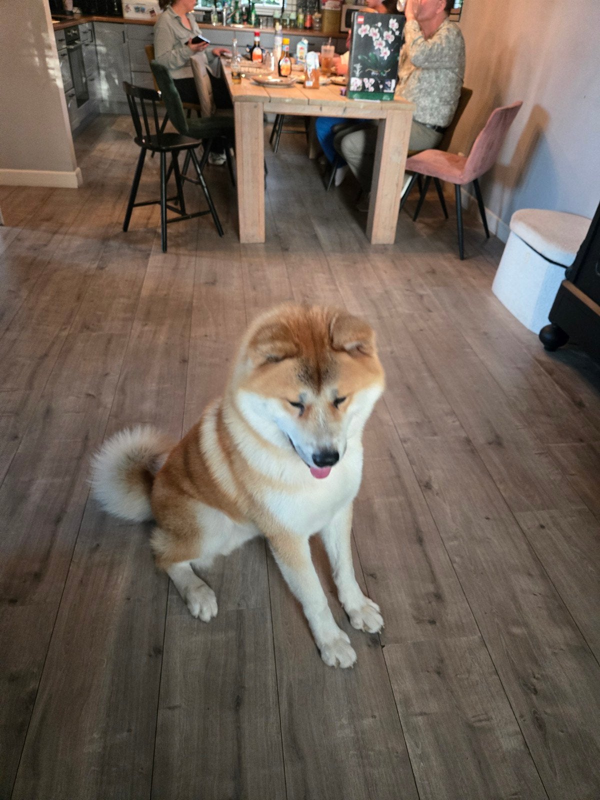 Akita aangeboden als dekreu, 1 tot 2 jaar, Groot, Eén hond, CDV (hondenziekte)
