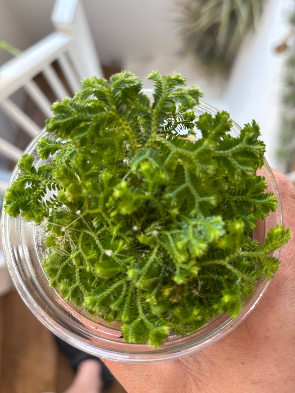 Terrariumplant Selaginella martensii, Ophalen of Verzenden, Halfschaduw, Minder dan 100 cm