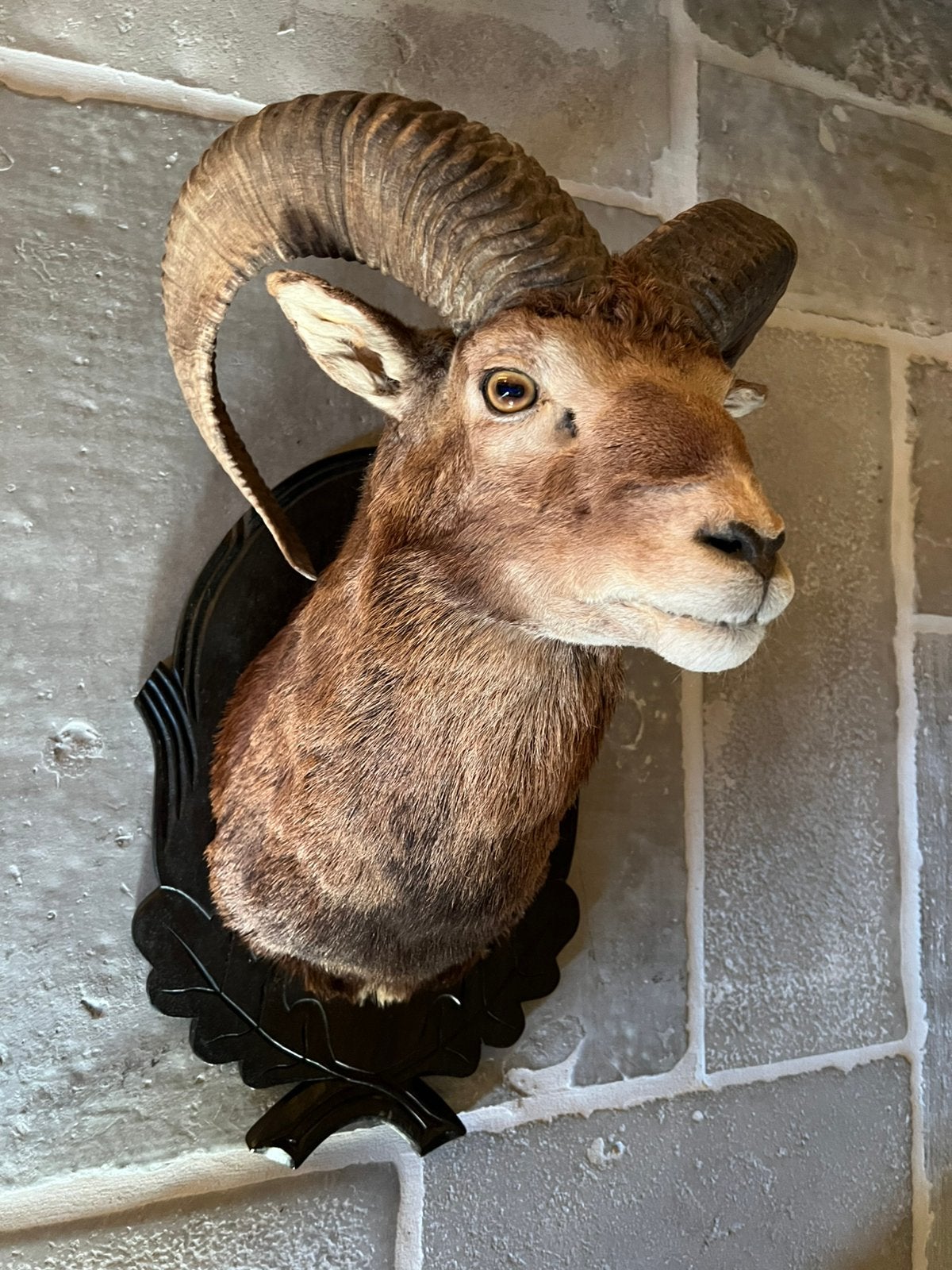 Mooie opgezette kop moeflon ram met horens, Verzamelen, Ophalen of Verzenden, Gebruikt, Wild dier, Gewei of Kop