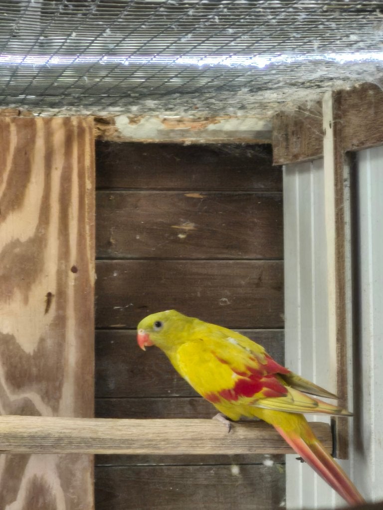 bergparkieten, Meerdere dieren, Parkiet