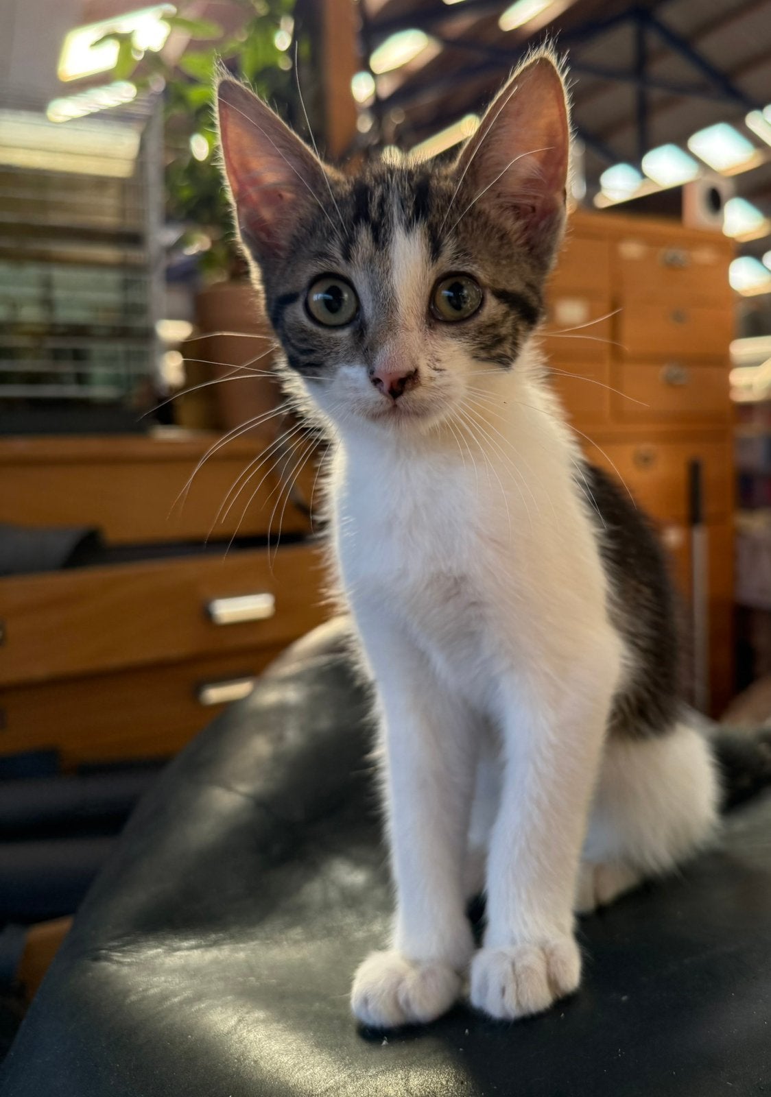Kitten, Kater, Kortharig, 0 tot 2 jaar