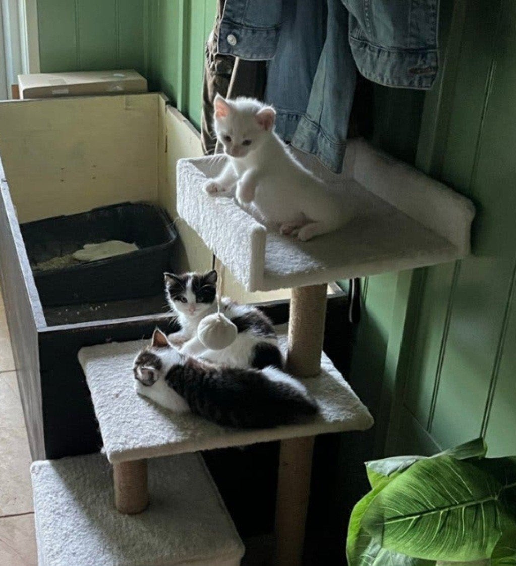 3 kittens mannetje katertje kater Turkse Angora, Kater