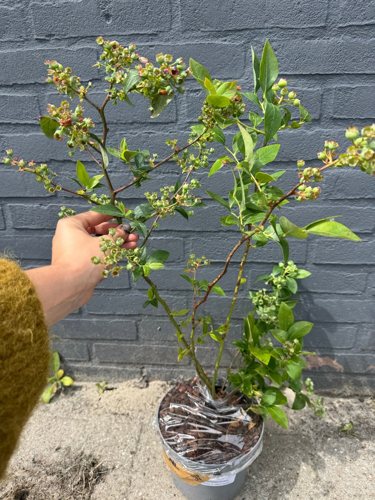 Blauwe bessen struiken: Beste rassen!, Tuin en Terras, Volle zon, Vaste plant, Ophalen of Verzenden, Fruitplanten