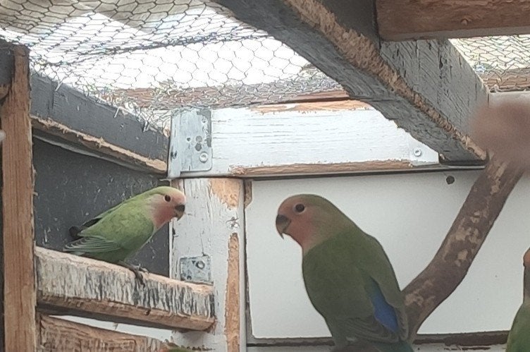 3jonge agapornissen, Dieren en Toebehoren, Vogels | Parkieten en Papegaaien, Geslacht onbekend, Dwergpapegaai of Agapornis, Tam
