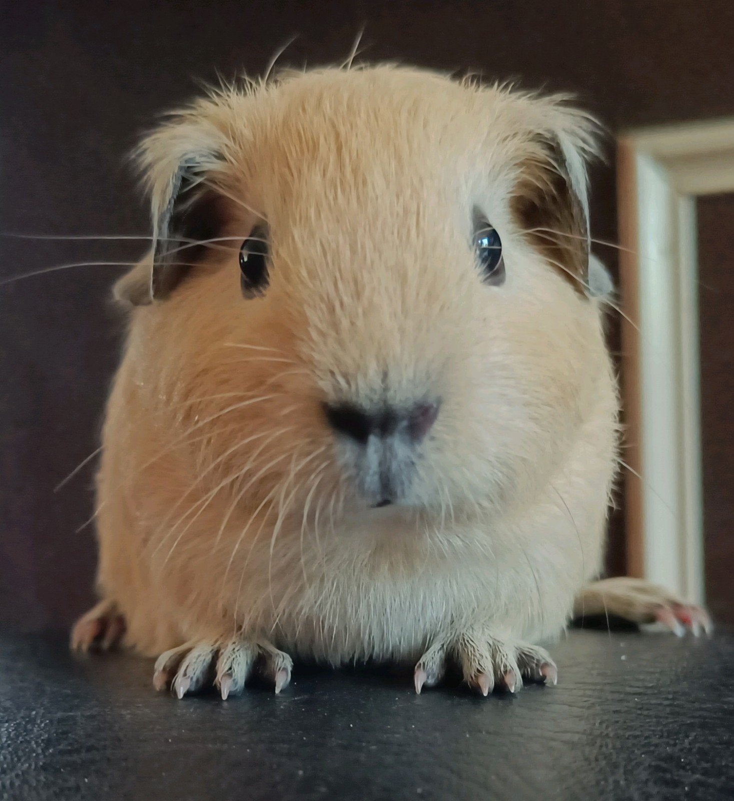 Crème california zwart cavia beertje, Dieren en Toebehoren, Knaagdieren, Mei, Mannelijk, Cavia