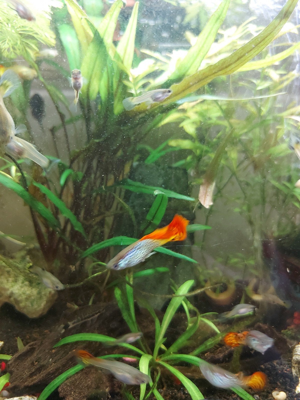 guppies, Vis