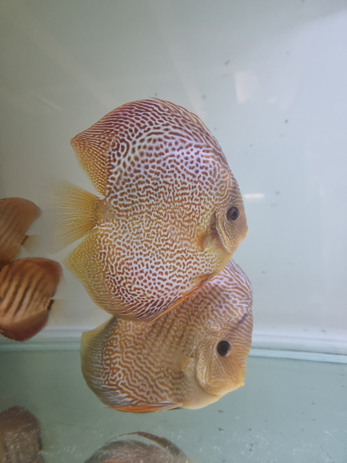 mooi koppel discusvissen, Dieren en Toebehoren, Vis