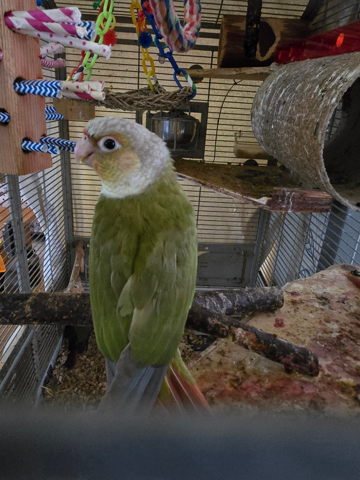 Pyrrhura koppel, Dieren en Toebehoren, Meerdere dieren, Parkiet, Tam