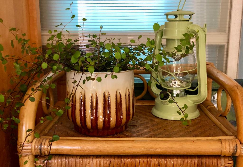 Gezellige set, plant in stenen bloempot, Ophalen of Verzenden, In pot, Halfschaduw, Minder dan 100 cm