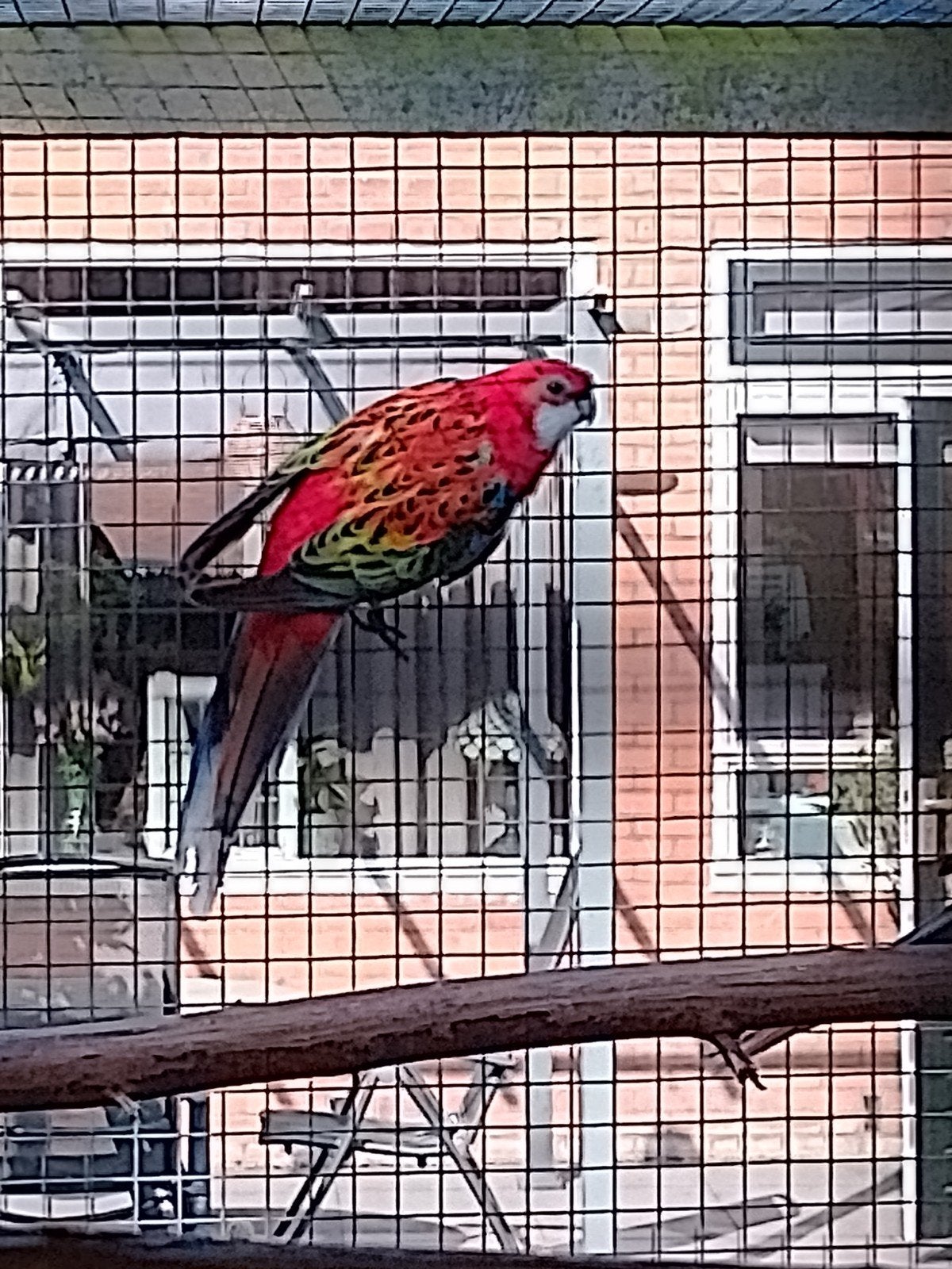 Rode Rossela split vogel,s, Meerdere dieren, Parkiet, Geringd