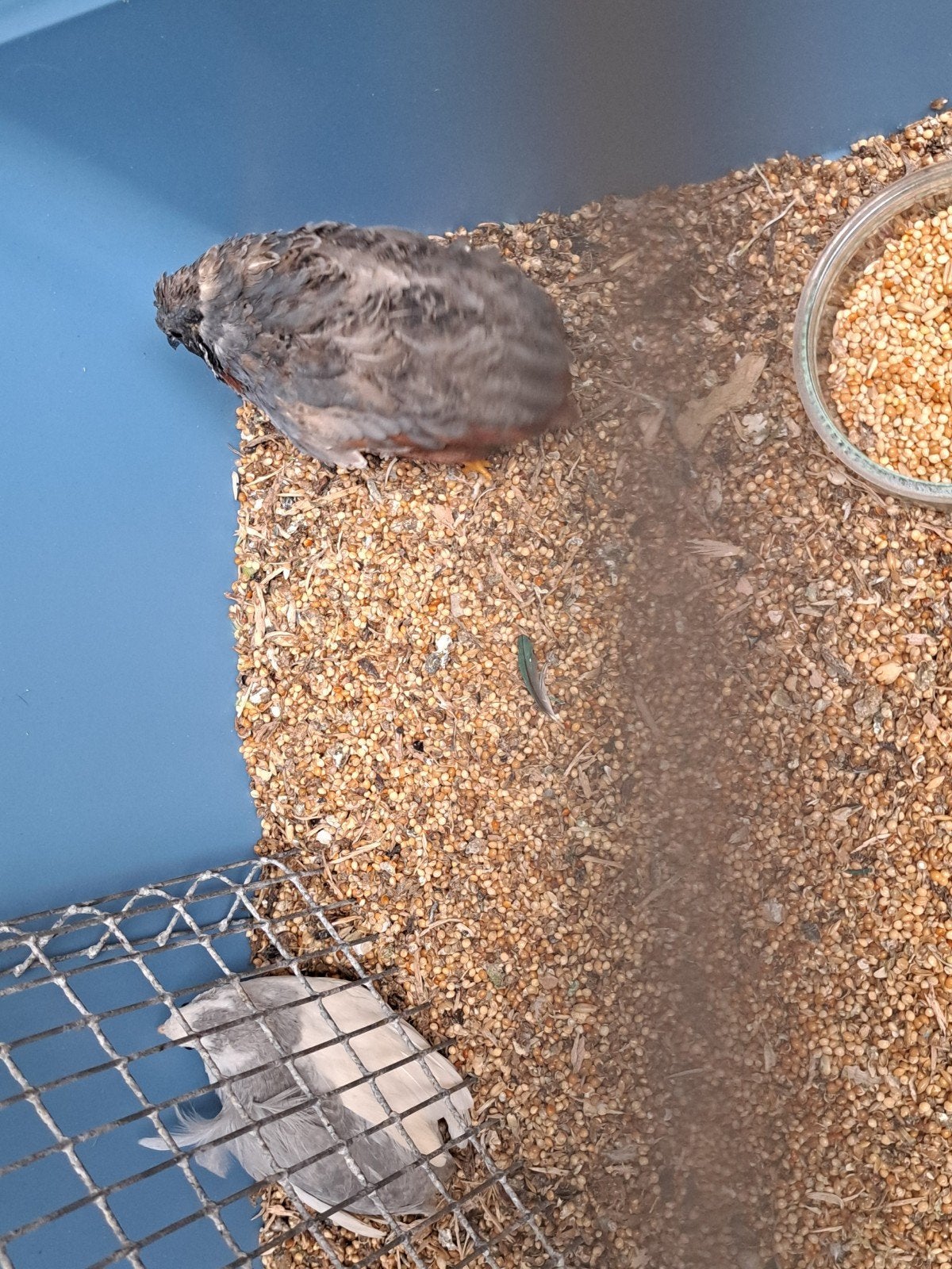 kwartel koppel Chinees kwartels kooi hok vogel, Meerdere dieren
