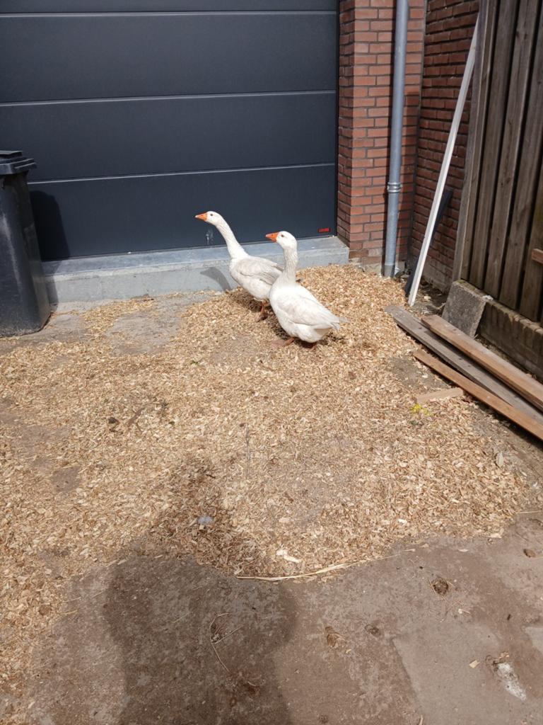 2x witte gans, Vrouwelijk, Tam
