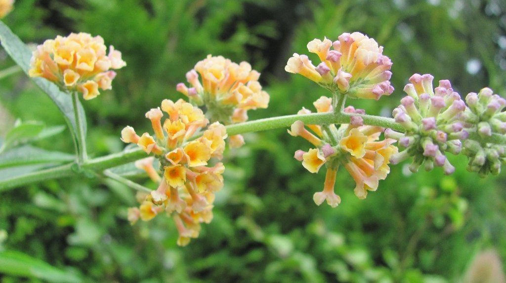 diverse vaste planten, vlinderstruiken, rozen te koop, Vaste plant, Halfschaduw, Zomer, Ophalen