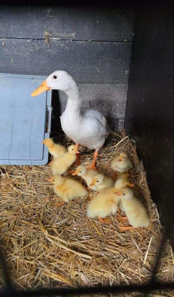 Indische loopeend kuikens van 18 mei, Geslacht onbekend, Eend