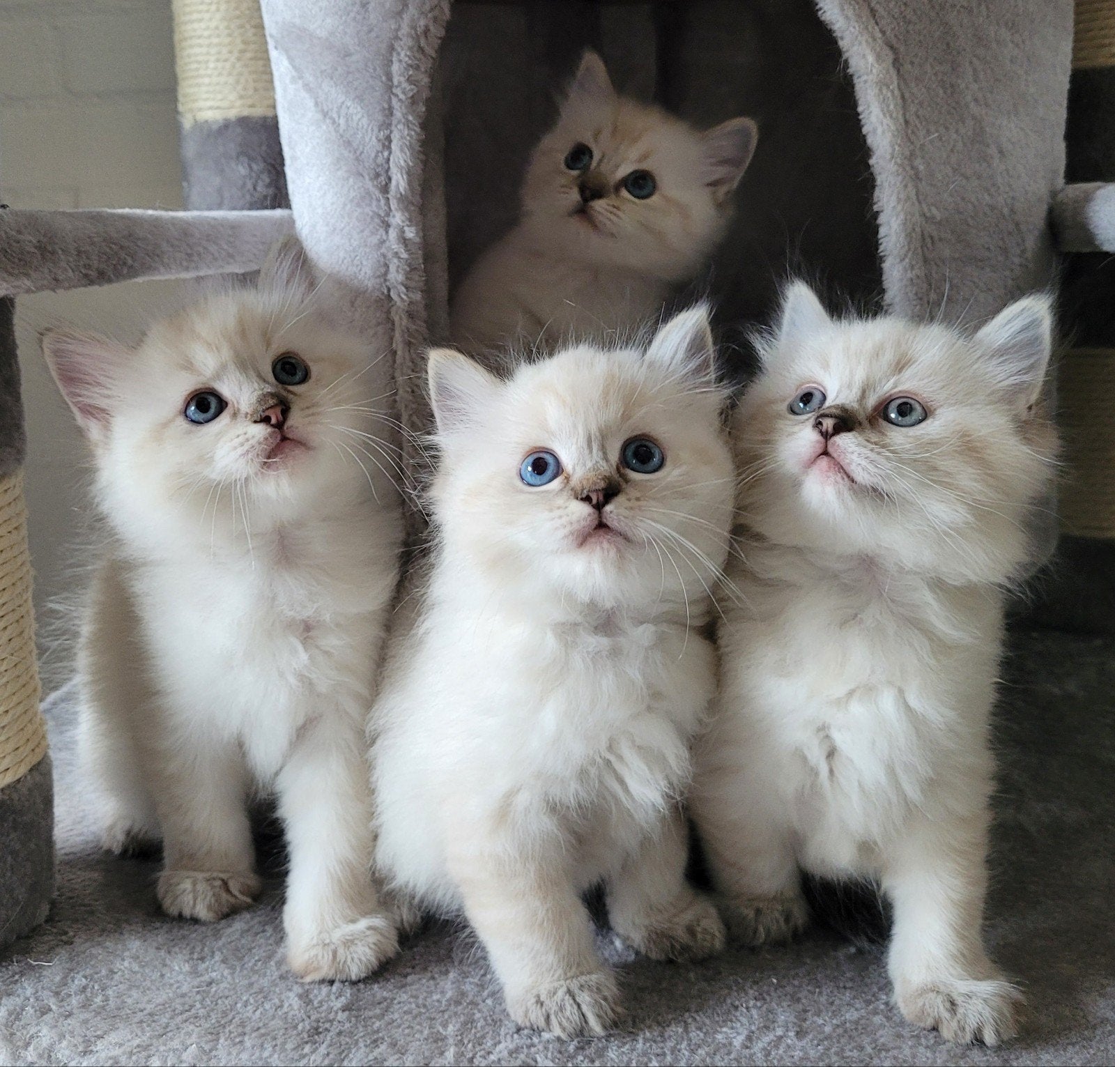 Ragdoll kittens zoeken liefdevol nieuw huis., Meerdere dieren, Gechipt, 0 tot 2 jaar