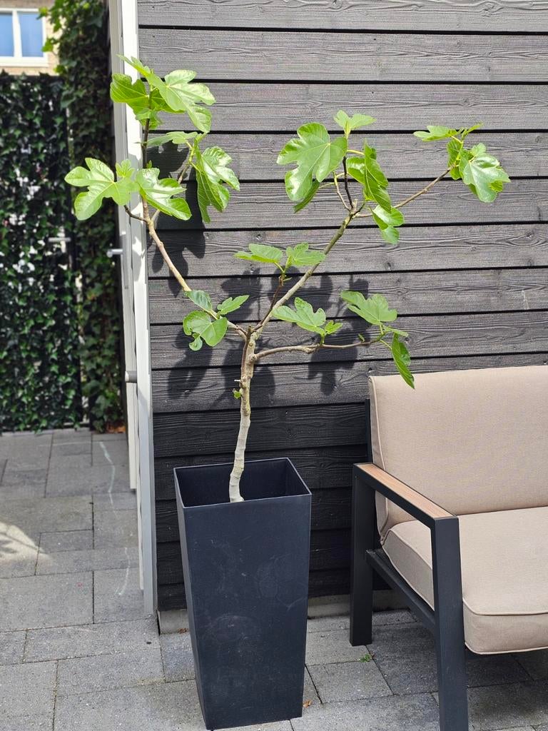 Vijgen boom + pot   Brown Turkey, Ophalen, Minder dan 100 cm, Vijgenboom, Zomer