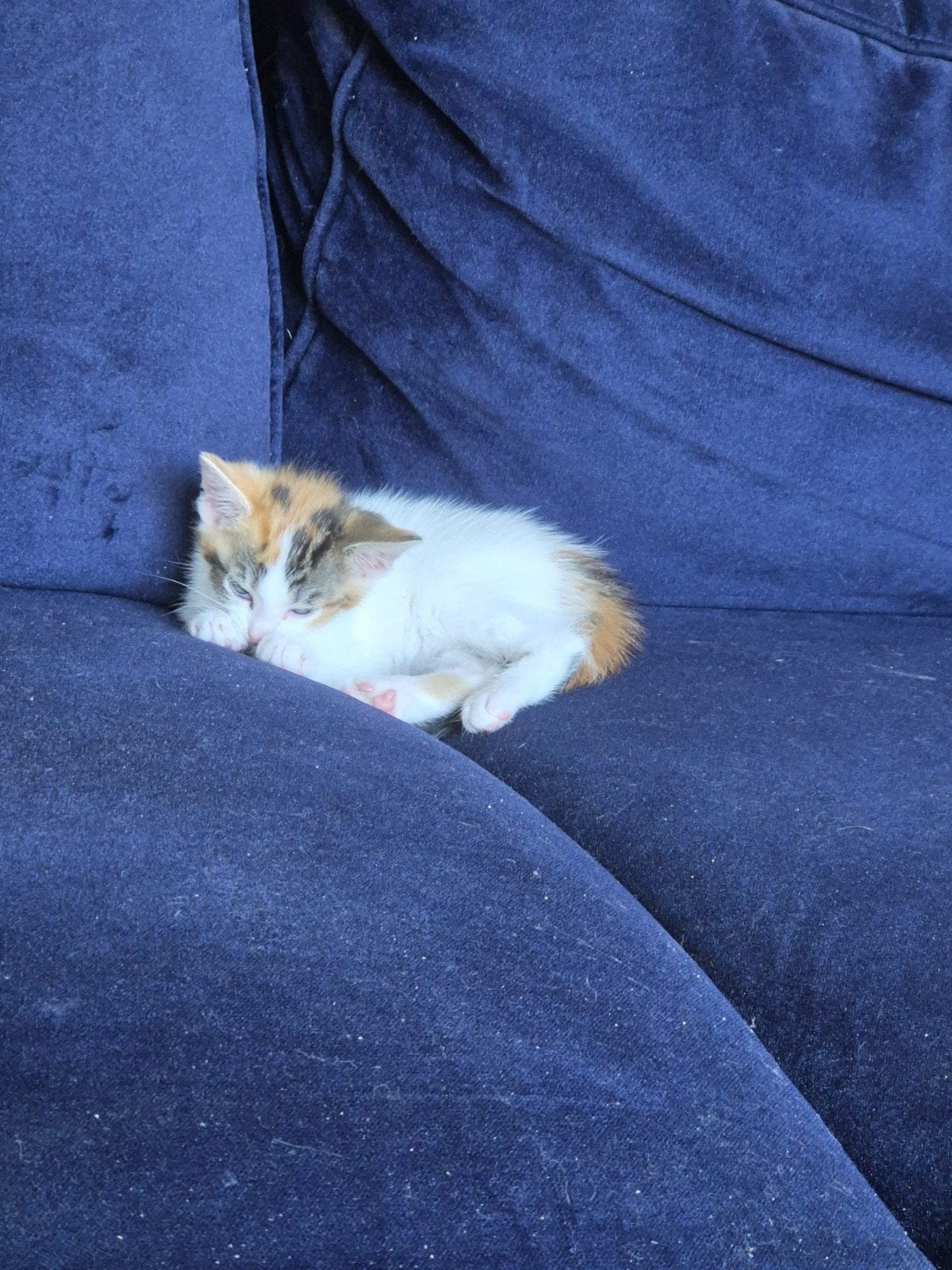 Kittens van 8 april, Dieren en Toebehoren, Meerdere dieren