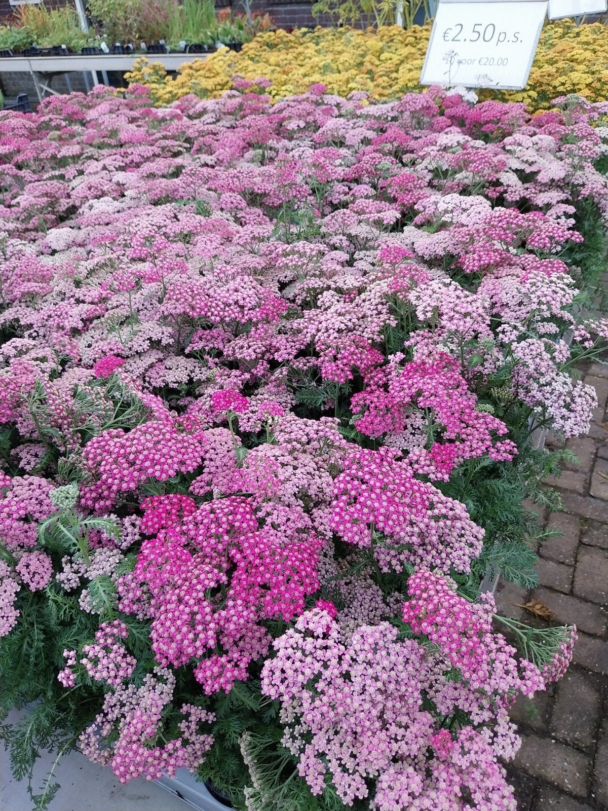 Duizendblad (Achillea millefolium) - Roze tinten, Ophalen, Overige soorten, Volle zon