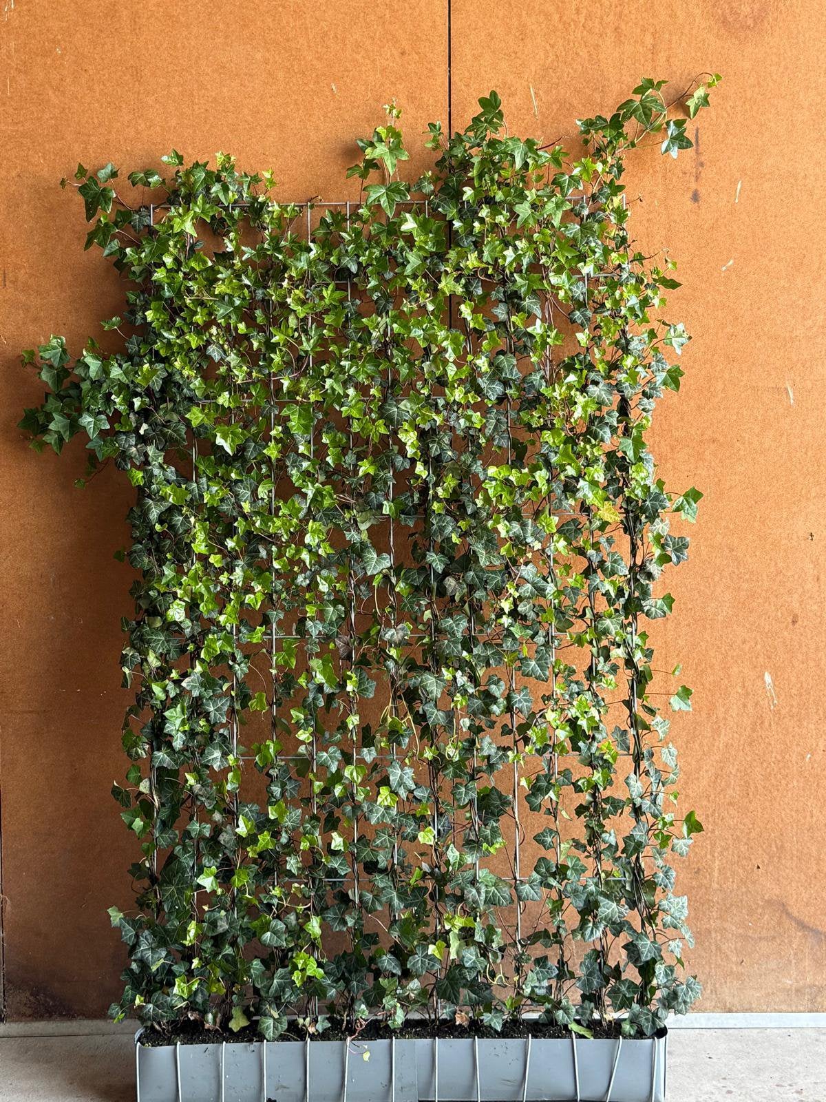 Kant en klaag haag Hedera, groene schutting, Ophalen, Overige soorten, 100 tot 250 cm