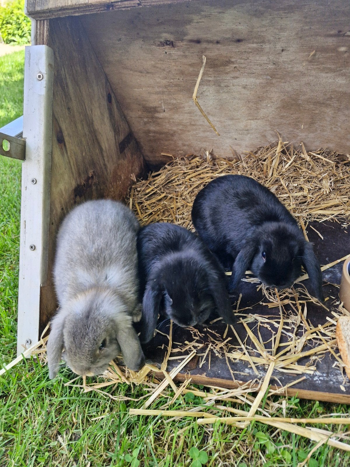 3 baby vrouwtjes dwerghangoor konijntjes te koop, Vrouwelijk