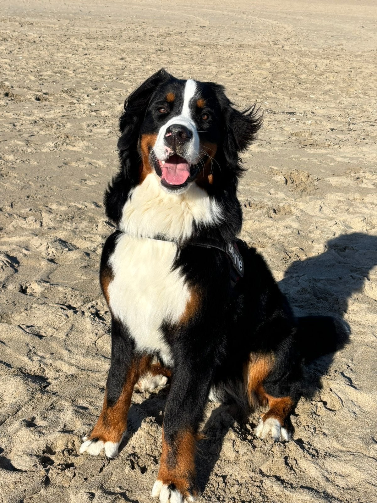 Oppas dieren hond kat vakantie hulp zorg, Ophalen of Verzenden