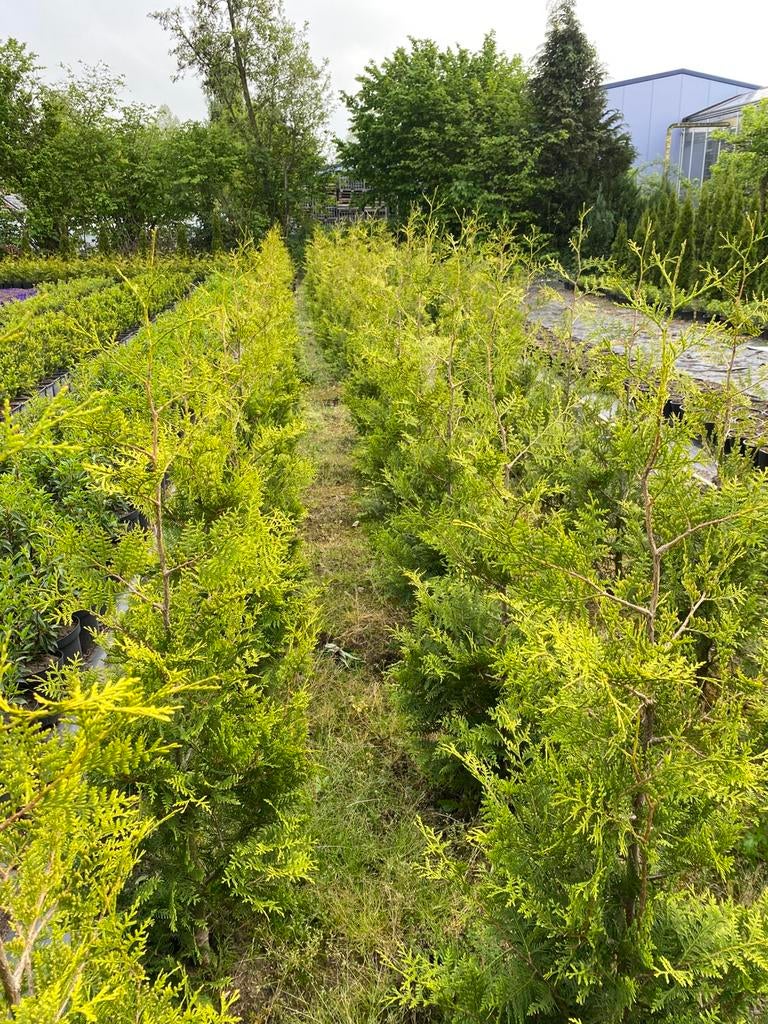 Haagconiferen thuya Brabant 150cm €7 pst, Ophalen, Conifeer, 100 tot 250 cm