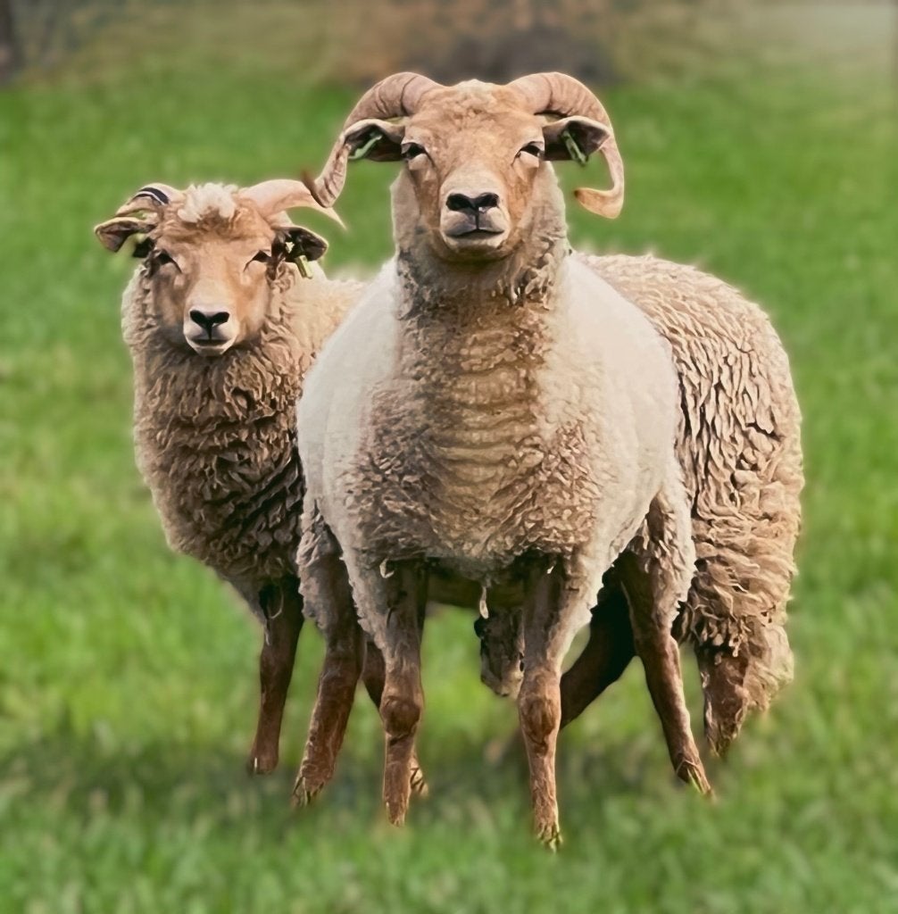 Portland Schapen zwoegervrij, Dieren en Toebehoren, Vrouwelijk, Schaap, 0 tot 2 jaar