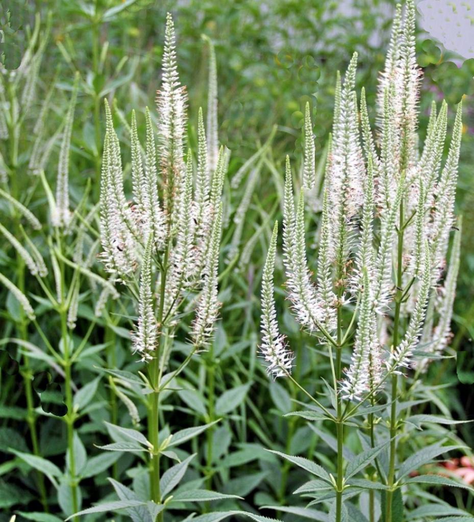 Veronicastrum virginicu met mooie opvallende witte ijle aren, Vaste plant, Halfschaduw, Zomer, Ophalen