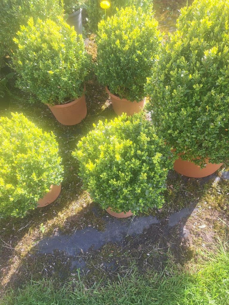 Buxus bollen, Ophalen, Buxus, Minder dan 100 cm
