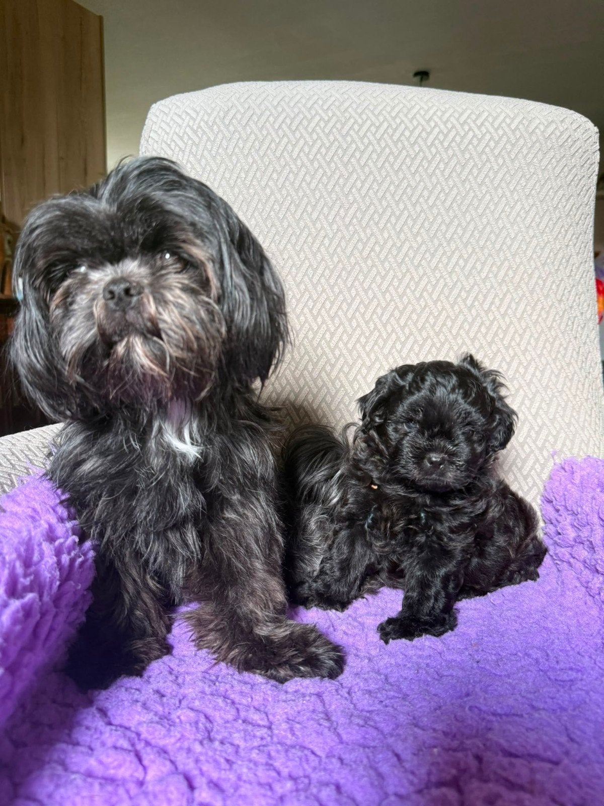 Shihpoo pups (Shih Tzu  Poedel), Overige rassen, 8 tot 15 weken, Meerdere, Meerdere dieren