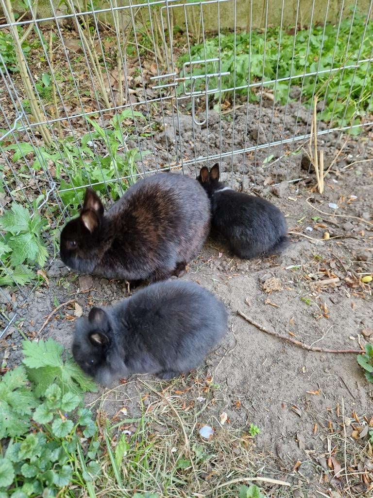 Jonge konijntjes, Meerdere dieren, Klein