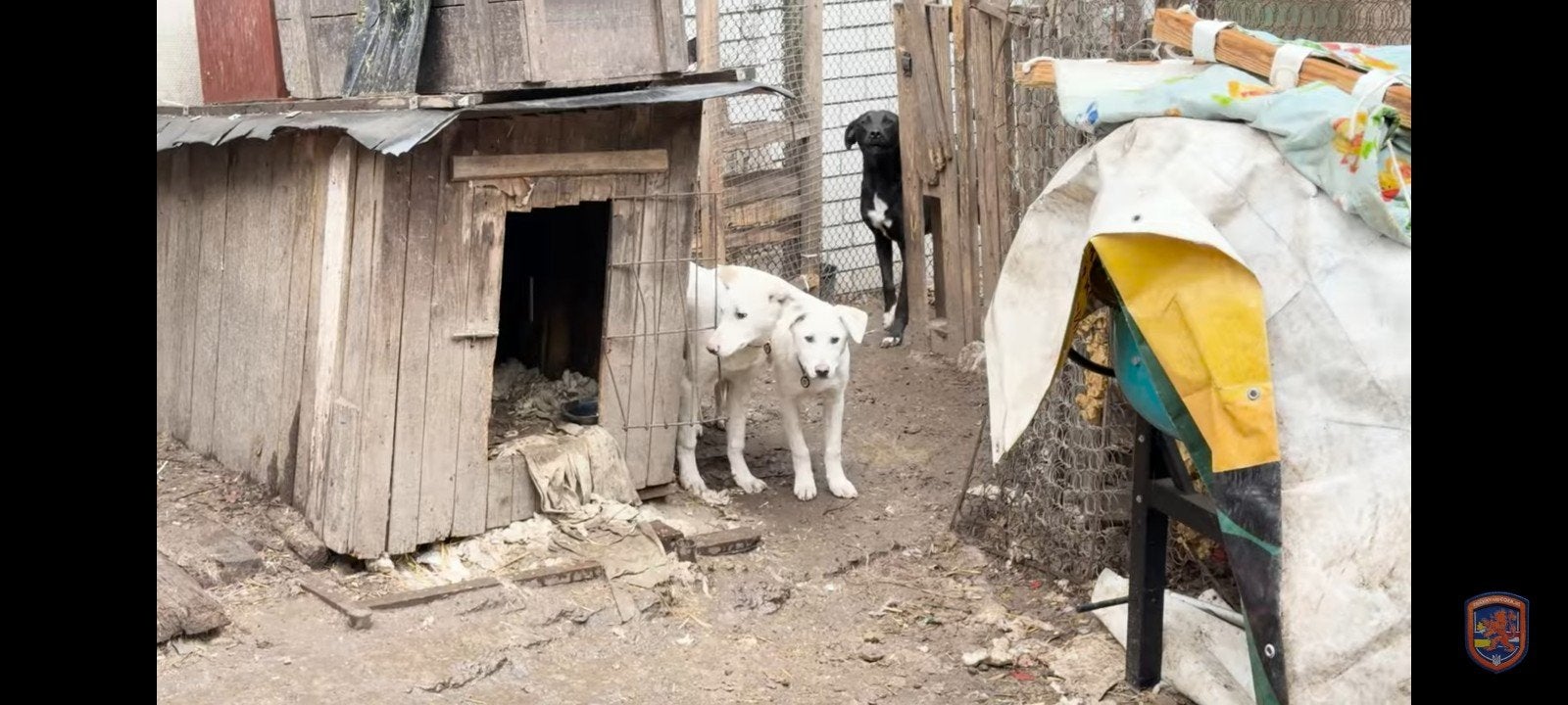 Hulp aan de dieren in Oekraïne, Ophalen of Verzenden, Vee