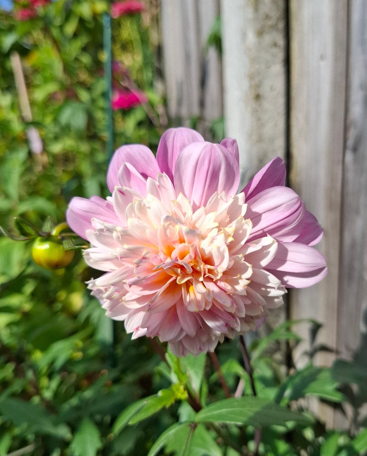 Dahlia knol, Tuin en Terras, Ophalen, Volle zon, Knol