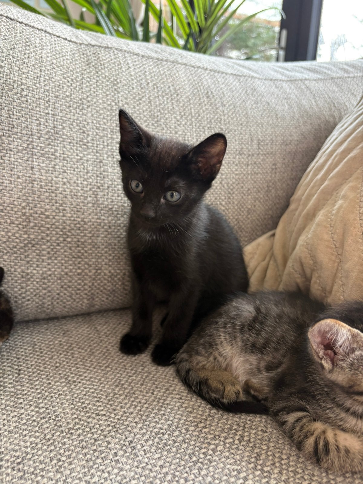 Half-siamese kittens, Meerdere dieren, Kortharig, 0 tot 2 jaar