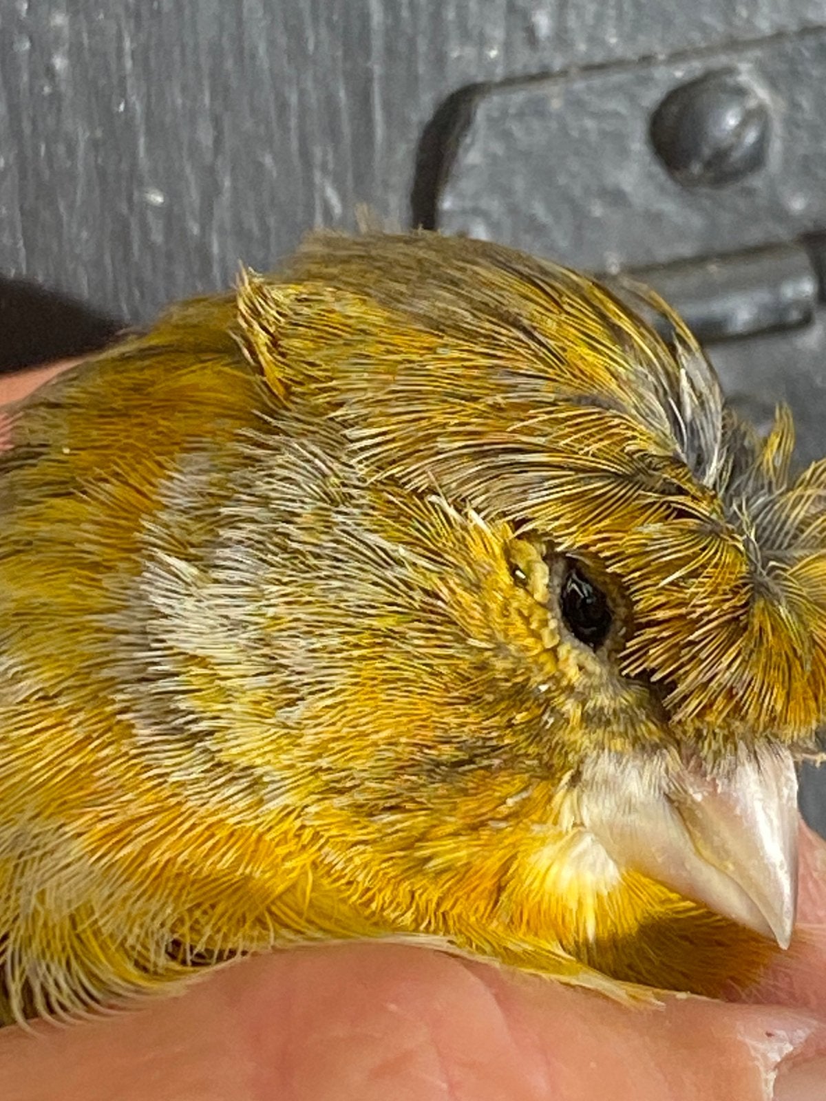 Kuifkanarie ‘25 MAN,, Mannelijk, Postuurkanarie