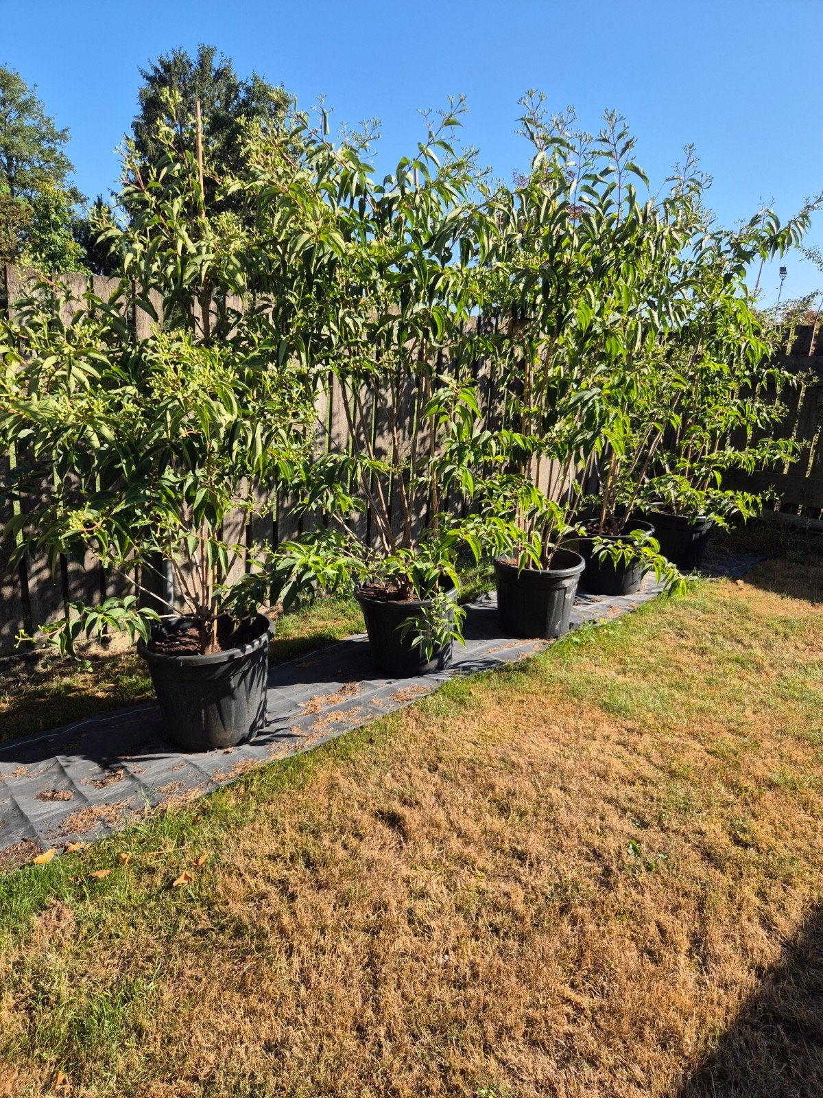 Heptacodium struiken in 30L pot, 150-200cm, bijna in bloei, Volle zon, Vaste plant, Zomer, Ophalen