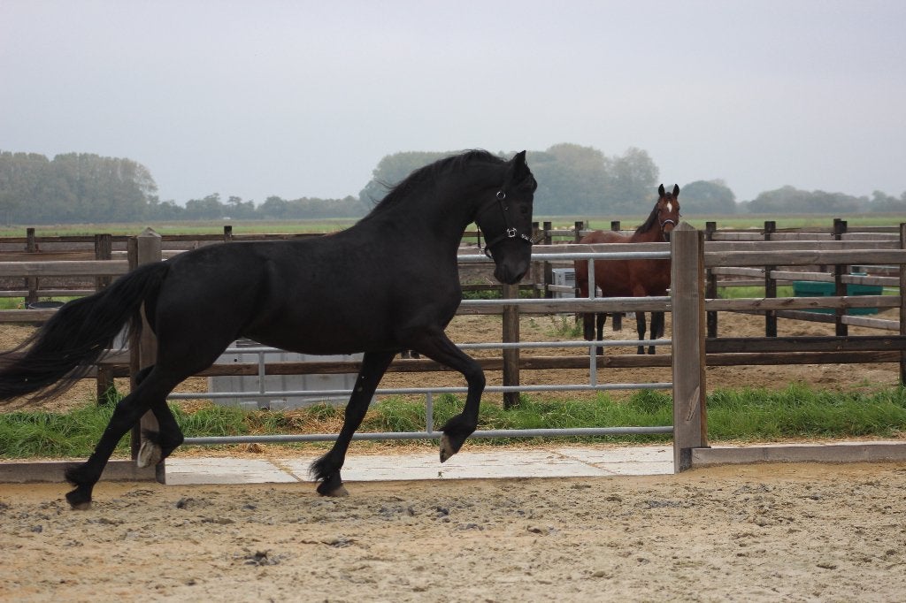 Drachtige Friese merrie, Merrie, Dressuurpaard, Zadelmak, 3 tot 6 jaar