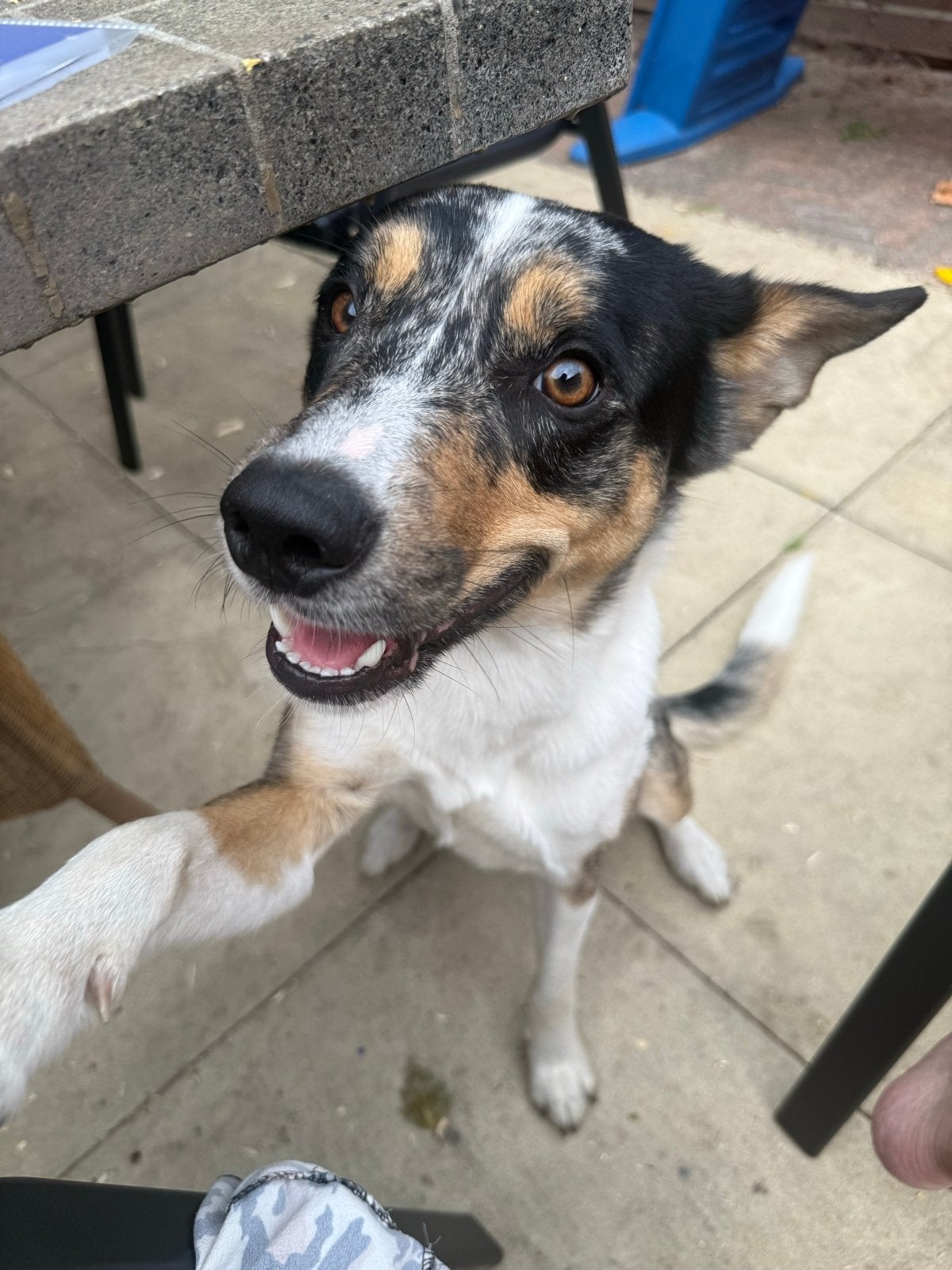 Lieve reu boerenfox x bordecollie, Dieren en Toebehoren, Reu, 1 tot 2 jaar, Eén hond, Middel
