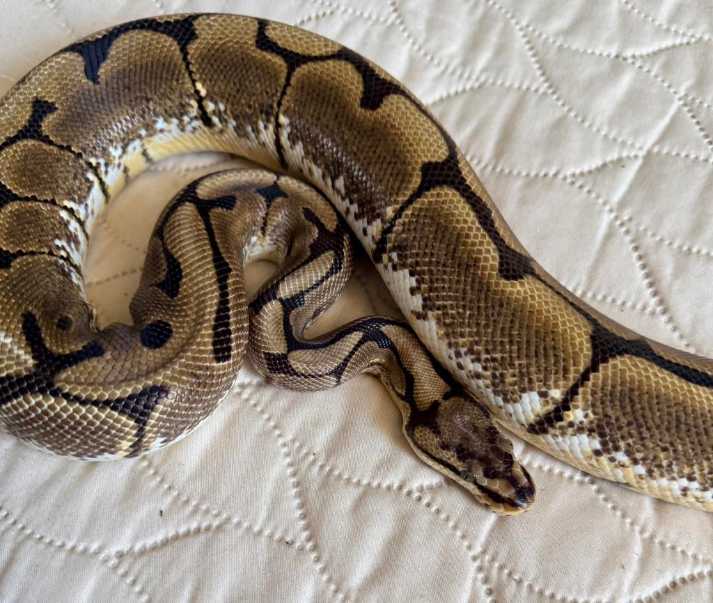 Knuffelhuisje gezocht - ballpython, Dieren en Toebehoren, Reptielen en Amfibieën, Slang, 3 tot 6 jaar