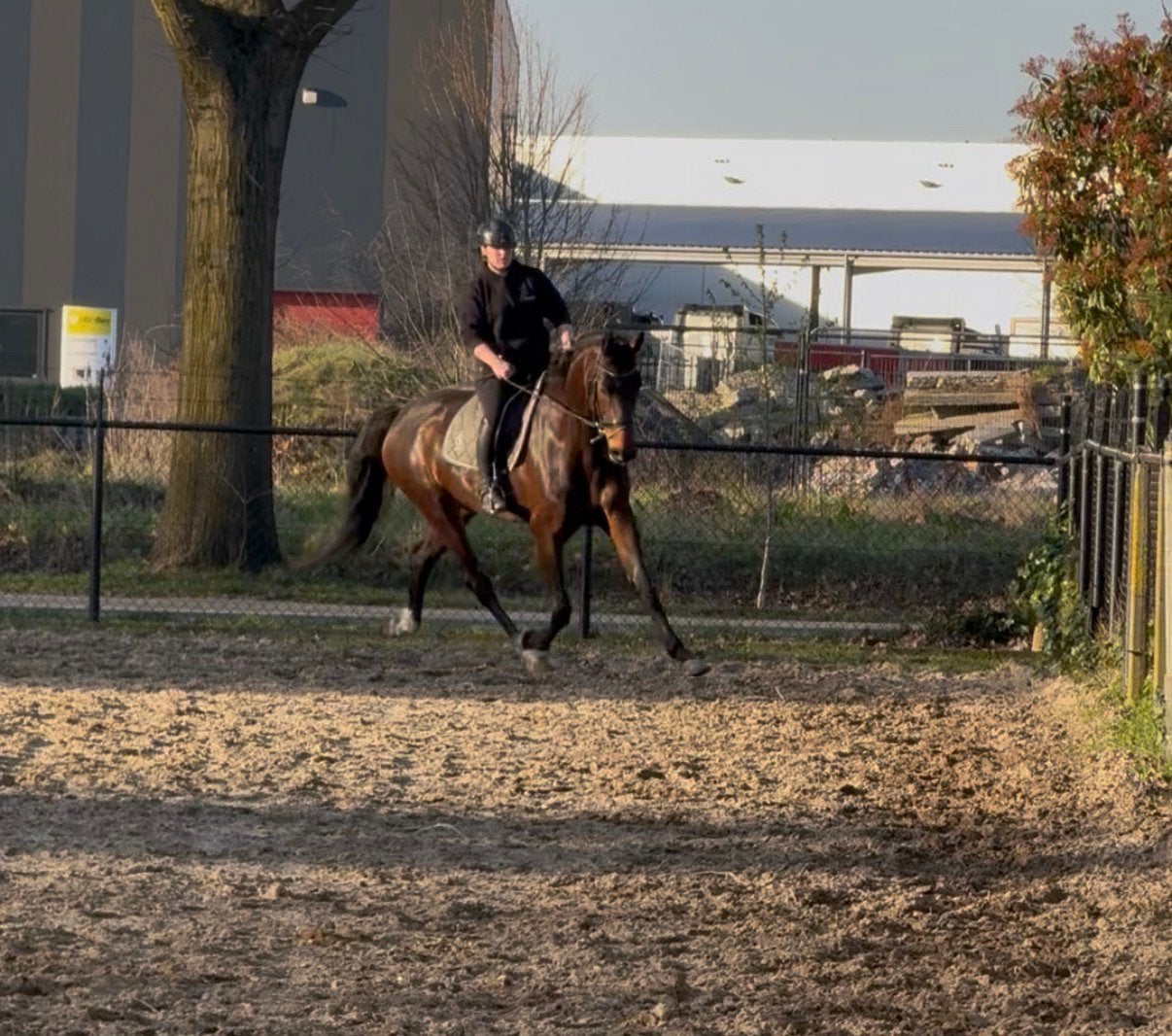 Franklin x Florencio ster merrie, Merrie, Dressuurpaard