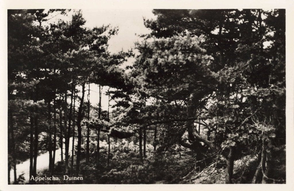 Appelscha Duinen L2838, Ophalen, 1940 tot 1960, Ongelopen, Friesland