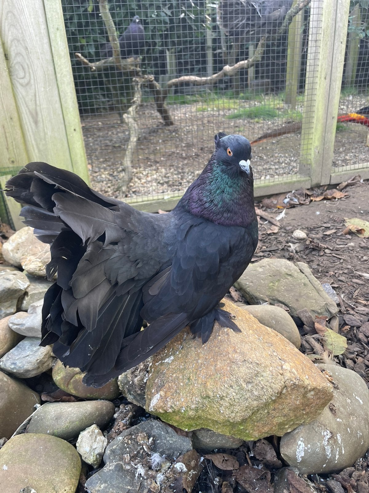 Te koop indiase pauwstaarten zwart, Meerdere dieren, Overige soorten