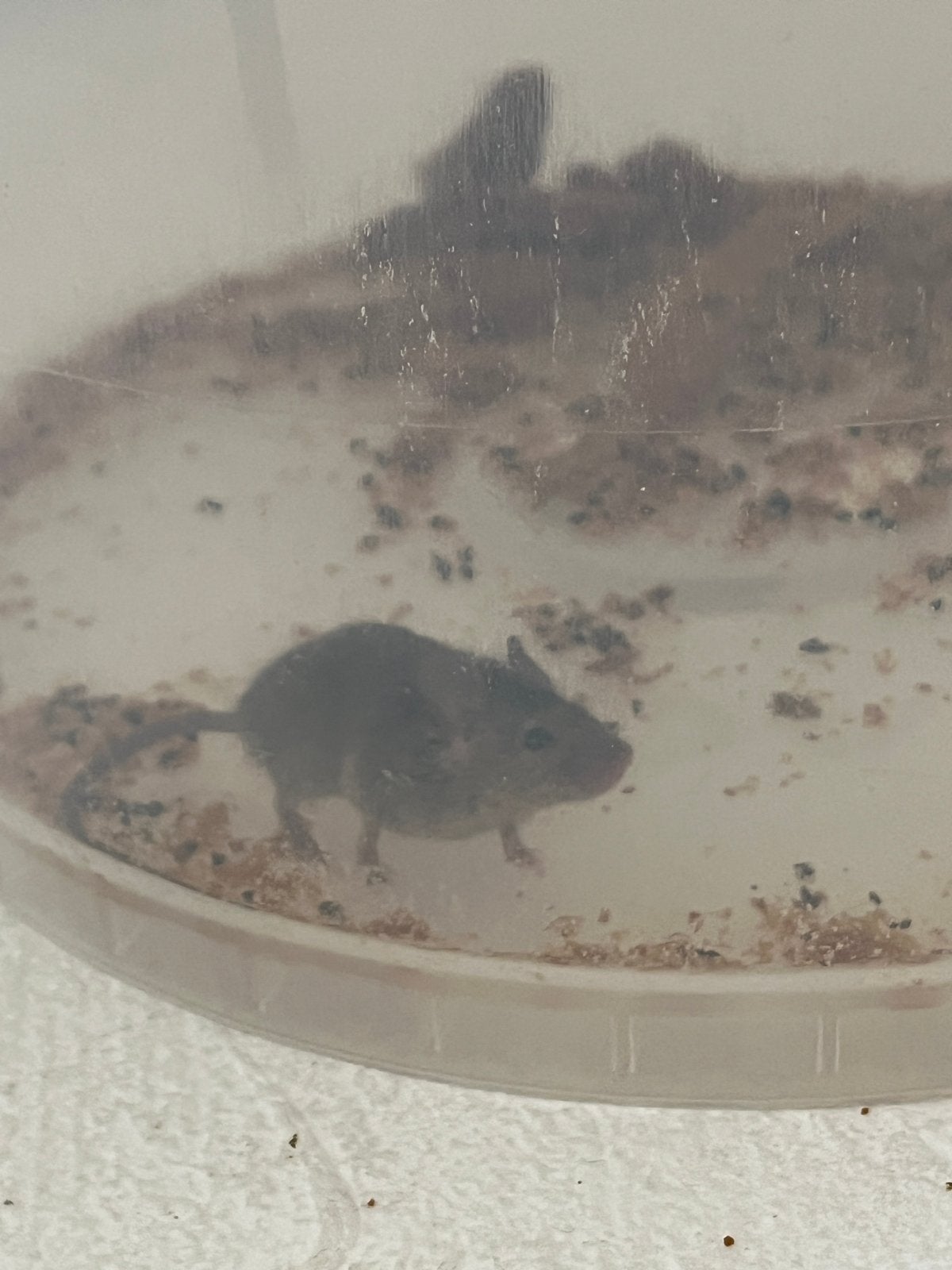 Voedermuis, Januari, Mannelijk, Muis